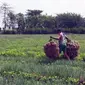 Petani bawang merah di sejumlah Kecamatan di Kabupaten Brebes mulai memasuki masa panen raya, Kamis (17/11/2016). 