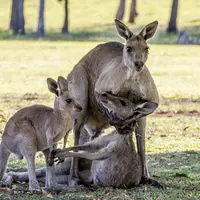 Sekarat, potret ini tunjukkan keinginan seekor kanguru untuk memeluk anaknya.
