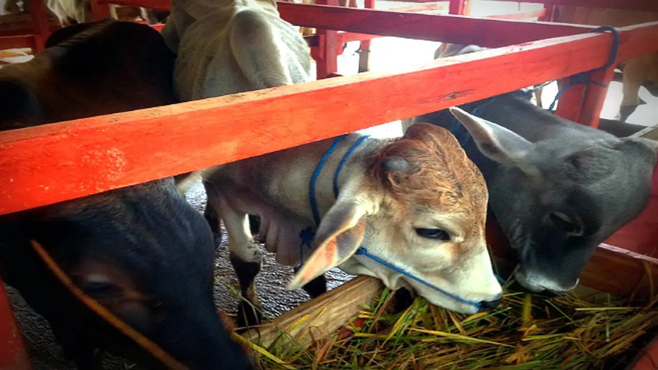 Sapi di Lahan Binaan WIKA