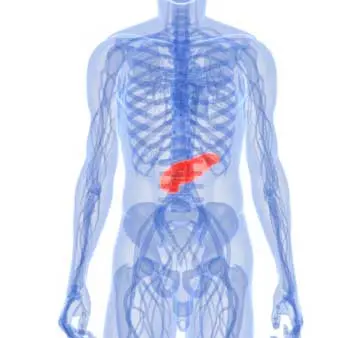 Ilustrasi Pankreas | Sumber Foto: Info Sehat/Berita Kesehatan