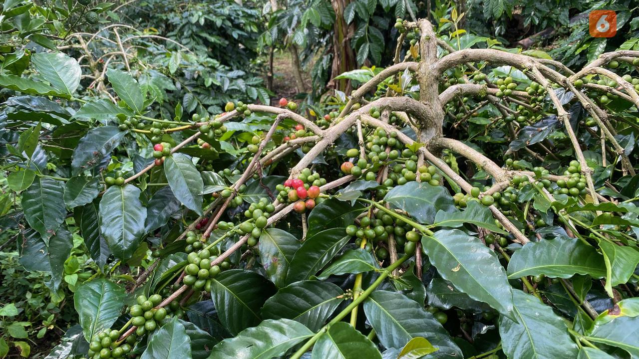 Askrindo Dukung Tingkatkan Produksi Kopi Kintamani Lewat UMKM