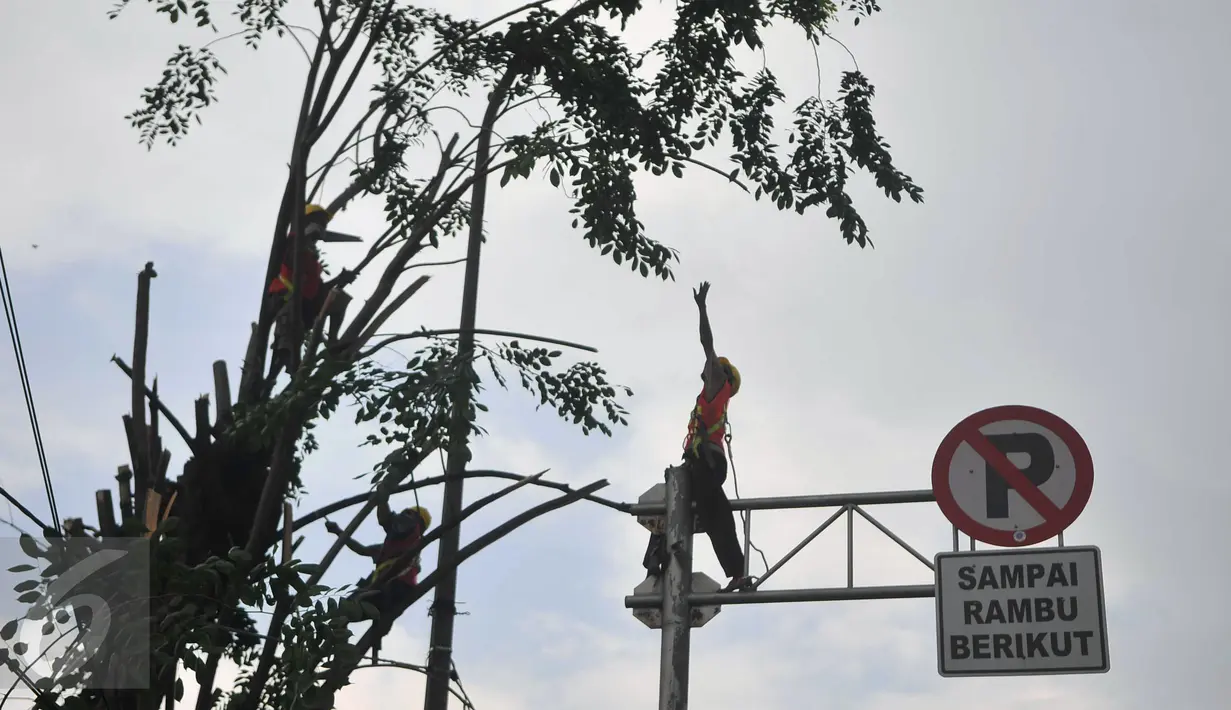 Sejumlah petugas sedang menebang pohon di sepanjang jalan DI. Panjaitan, Kebon Nanas, Jakarta, Senin (21/3). Penebangan pohon-pohon itu untuk pelebaran jalan terkait pembangunan Jalan Tol Becakayu. (Liputan6.com/Gempur M Surya)