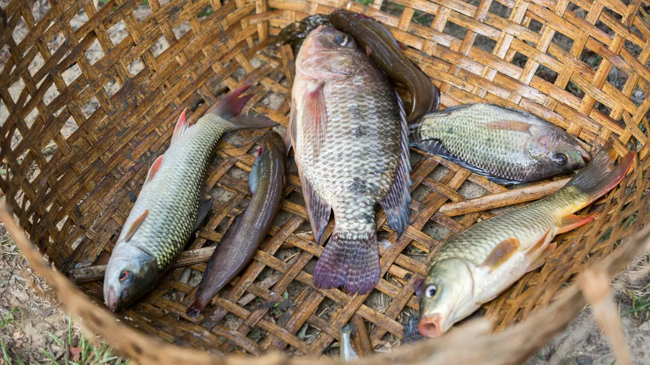 Resep Bumbu Goreng Ikan Nila dan Lele