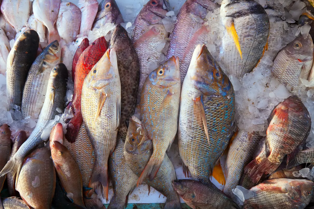 ikan