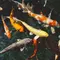 7 Jenis Ikan Air Tawar yang Cocok untuk Kolam Dangkal Minimalis, Tak Butuh Lahan Luas