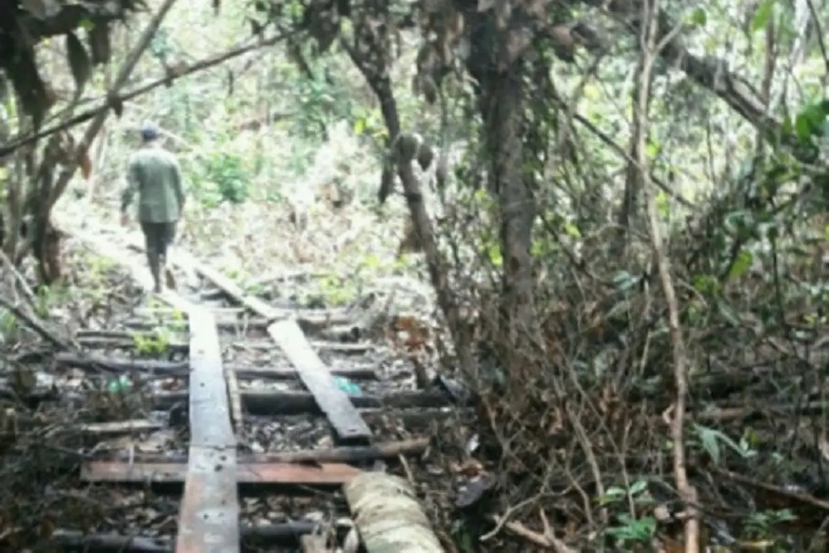 Kayu Pembalak Liar Lalu Lalang di Pintu Masuk Hutan Satu-Satunya