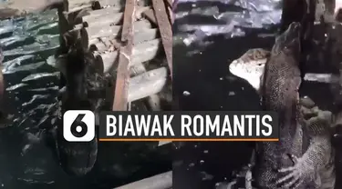 Aksi romantis diperlihatkan oleh dua biawak ini ketika saling berpelukan.