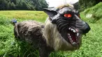 Robot Super Robot Wolf berdiri di sebuah sawah saat diperkenalkan di Kisarazu, prefektur Chiba, Jepang, 25 Agustus 2017. Robot selayaknya seekor serigala itu akan digunakan untuk mengusir hewan liar perusak tanaman. (Toru YAMANAKA/AFP)