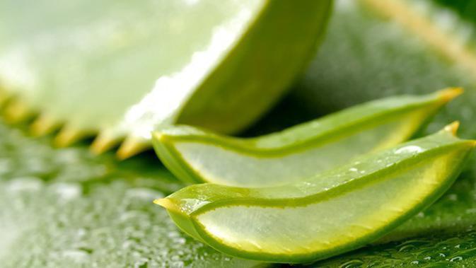 15 Manfaat Lidah Buaya Aloe Vera Untuk Kecantikan Dan