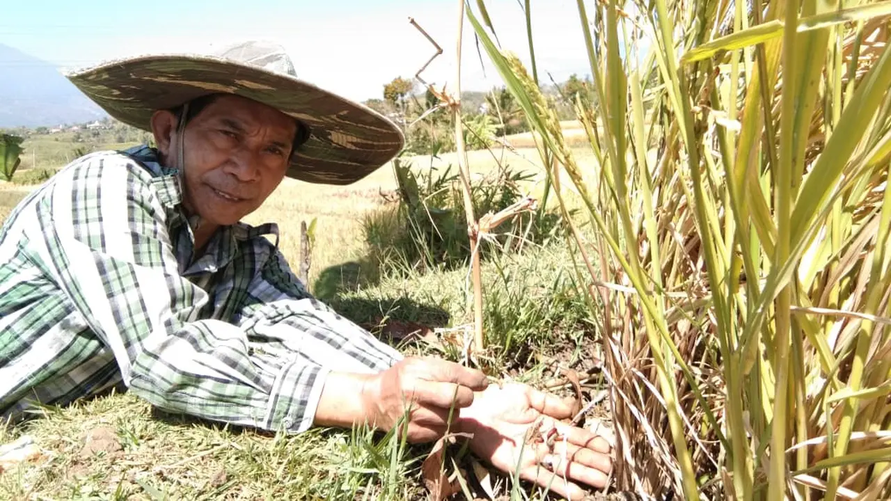 Salah seorang petani kampung Panawuan Garut, menunjukan bekas serangan hama ulat batang pada tumbuhan mereka