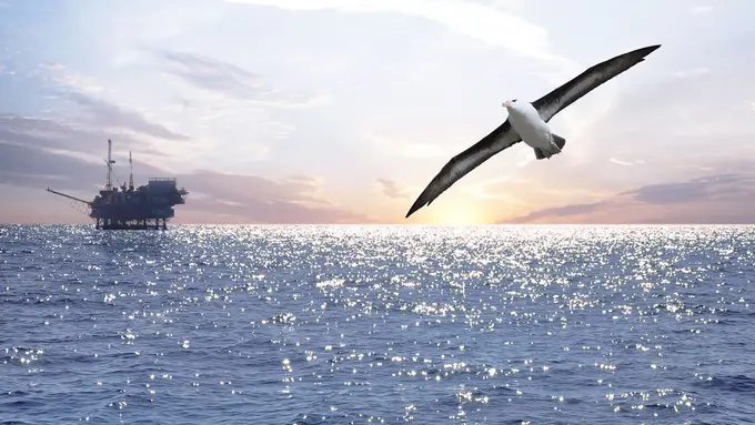 Albatros, Burung yang Menginspirasi Bentuk Pesawat 