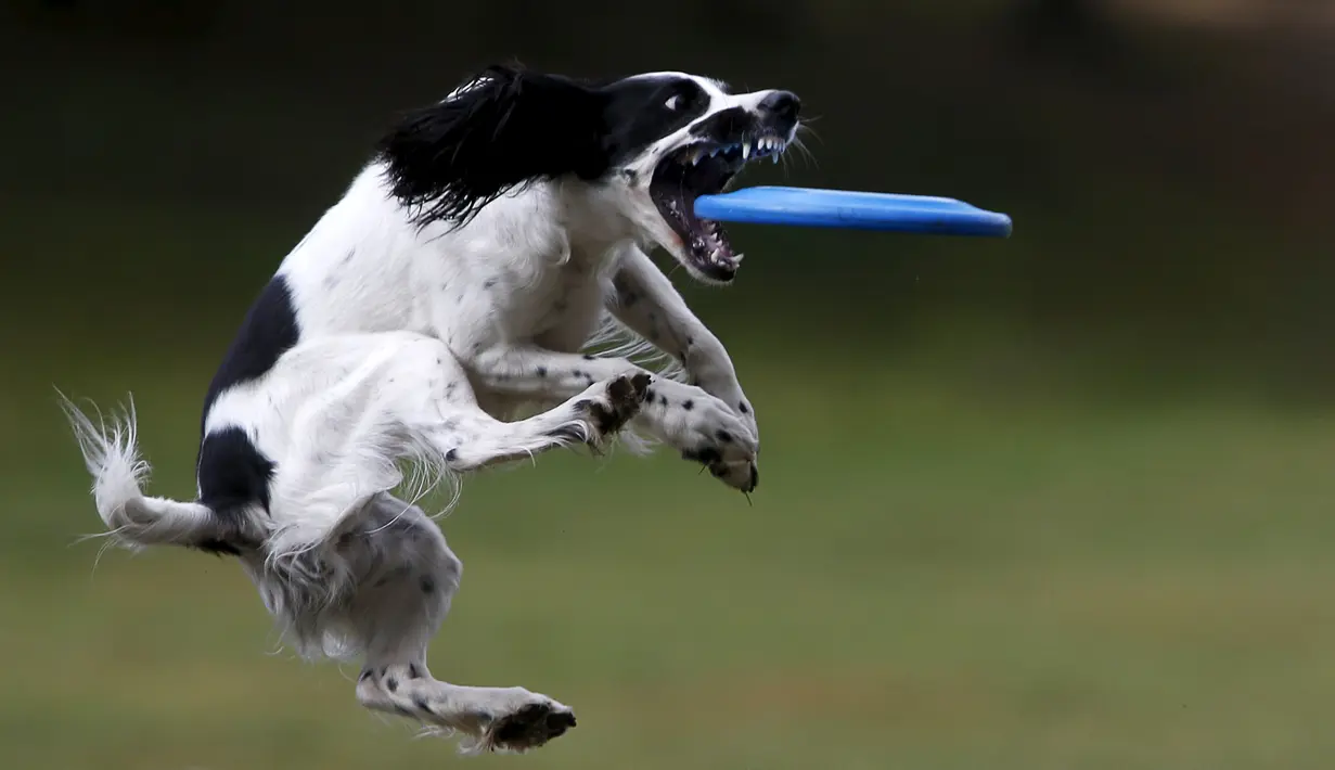 Seekor anjing menangkap frisbee dalam kompetisi frisbee anjing di Moskow, Minggu (13/9). Anjing dan pemiliknya ambil bagian dalam berbagai kategori jarak dan tes akurasi pada kompetisi untuk menilai keterampilan frisbee mereka. (REUTERS/Sergei Karpukhi)