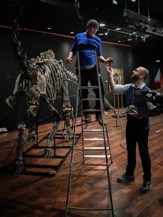 Pakar asal Italia merakit kerangka dinosaurus, Diplodocus sebelum mulai dilelang di Balai lelang Drouot, Paris, Jumat (6/4). Dua fosil hewan purbakala tersebut akan dilelang pada 11 April mendatang. (STEPHANE DE SAKUTIN/AFP)