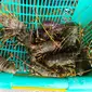 Sejumlah lobster hasil tangkapan nelayan di pantai Selatan Garut, Jawa Barat. (Liputan6.com/Jayadi Supriadin)