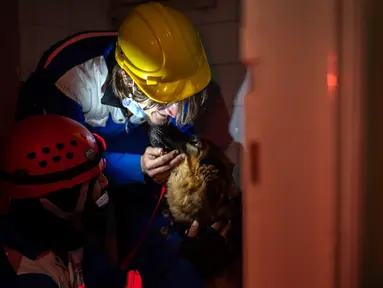 Anggota kelompok hak asasi hewan Turki, HAYTAP, menyelamatkan seekor anjing di Antakya, Turki, 12 Februari 2023. Anjing gembala Jerman itu diselamatkan setelah terjebak selama tujuh hari di dalam gedung yang terkena dampak gempa. (AP Photo/Bernat Armangue)