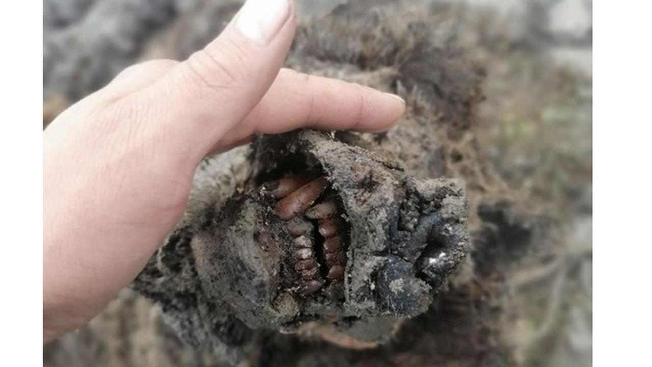 Berusia 40.000 Tahun, Fosil Beruang Gua Zaman Es Ini Ditemukan dengan Kondisi Utuh