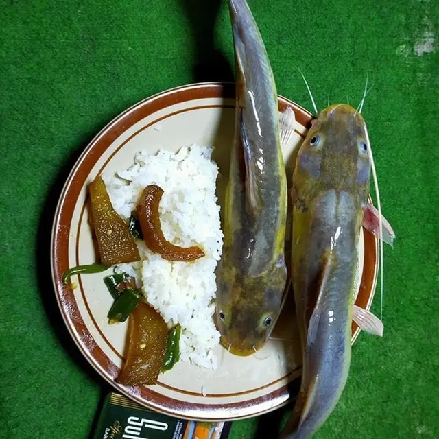 6 Menu Makan Lele Ini Tidak Biasa, Bikin Terkejut