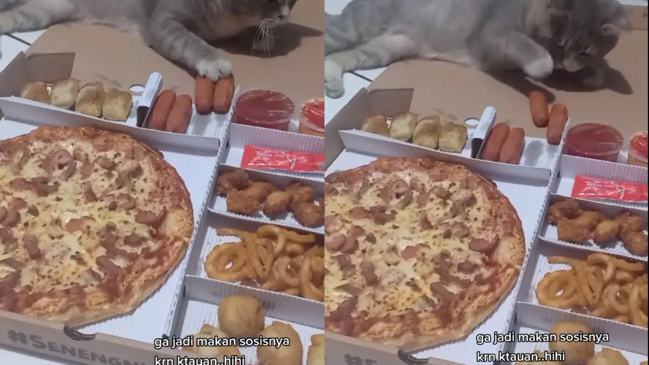 Kucing mencuri sosis milik majikan