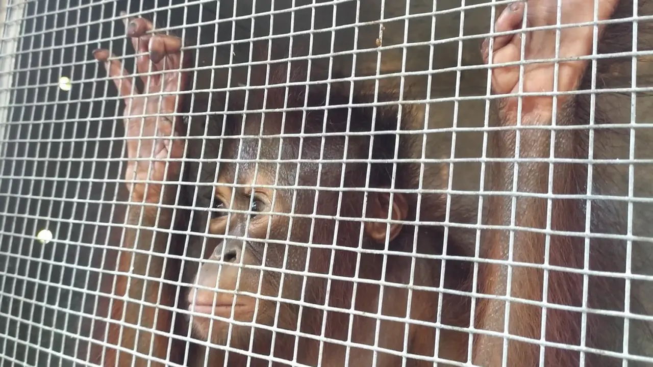 Orang utan saat menjalani karantina oleh Balai Konservasi Sumber Daya Alam (BKSDA) Wilayah II Gorontalo (Arfandi/Liputan6.com)