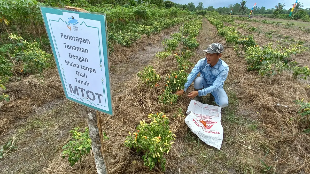 Mulsa Organik