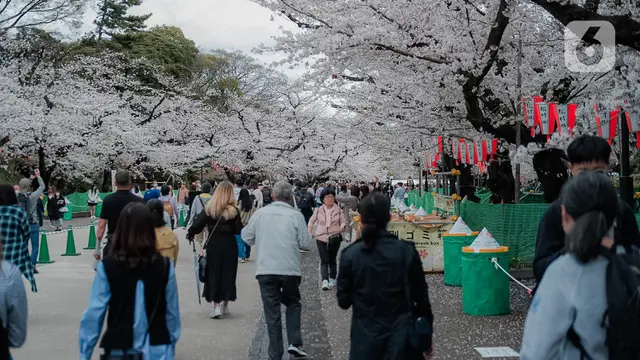 Bunga Sakura Bermekaran di Jepang