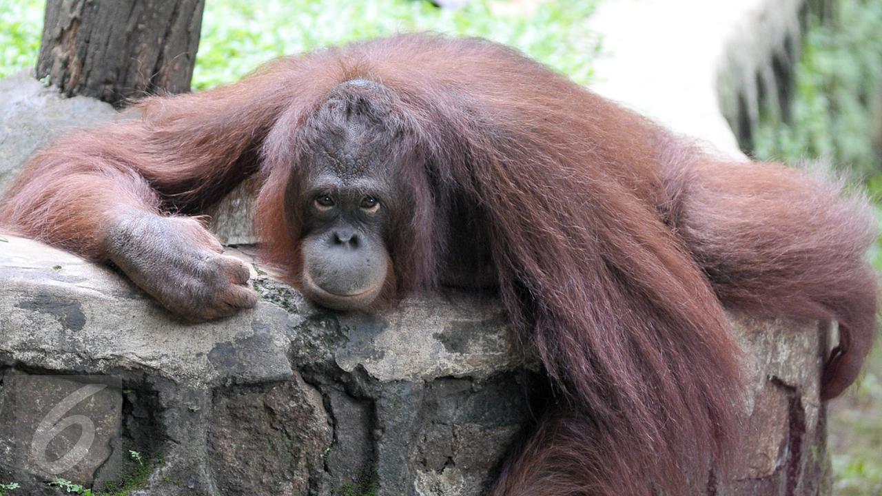 Libur-Isra-Mi'raj-di-Ragunan