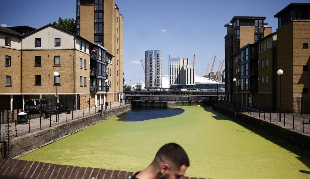 Ia bisa tumbuh dan berkembang biak dengan sangat cepat akibat faktor panas. (AFP/HENRY NICHOLLS)