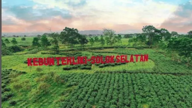 Kebun Teh Liki di Solok Selatan, Sumatra Barat