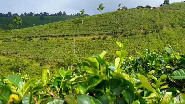 Kebun Teh Cipasung/YouTube Sony Gunawan