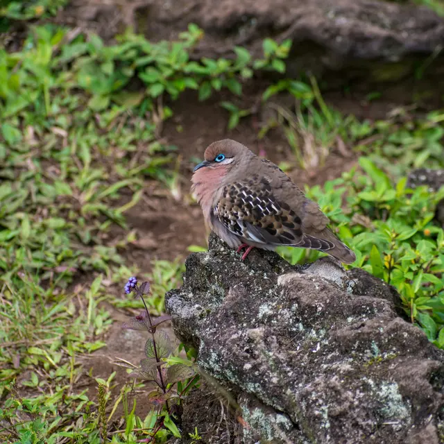 16 Burung Paling Eksotis dan Langka, Hanya Ada di Kepulauan Galapagos!