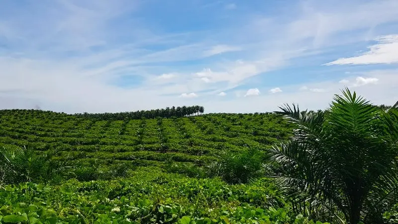 Perkebunan sawit milik masyarakat yang bermitra dengan PTPN V di Riau.