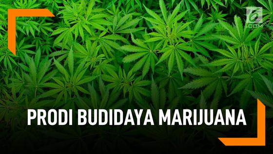 VIDEO: Prodi Budidaya Marijuana di Universitas Rangsit Bangkok