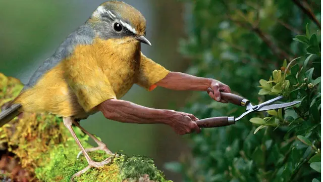 6 Editan Foto Burung dan Manusia Ini Enggak Habis Pikir, Absurd Maksimal