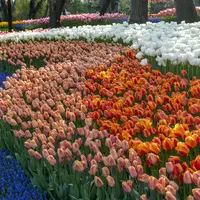 Bulan April menjadi bulan yang tepat untuk menyaksikan keindahan ratusan bunga tulip di Turki. (Doc/Impact Communications)