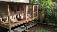 7 Jenis Kandang Ayam yang Cocok untuk Lahan Sempit di Rumah