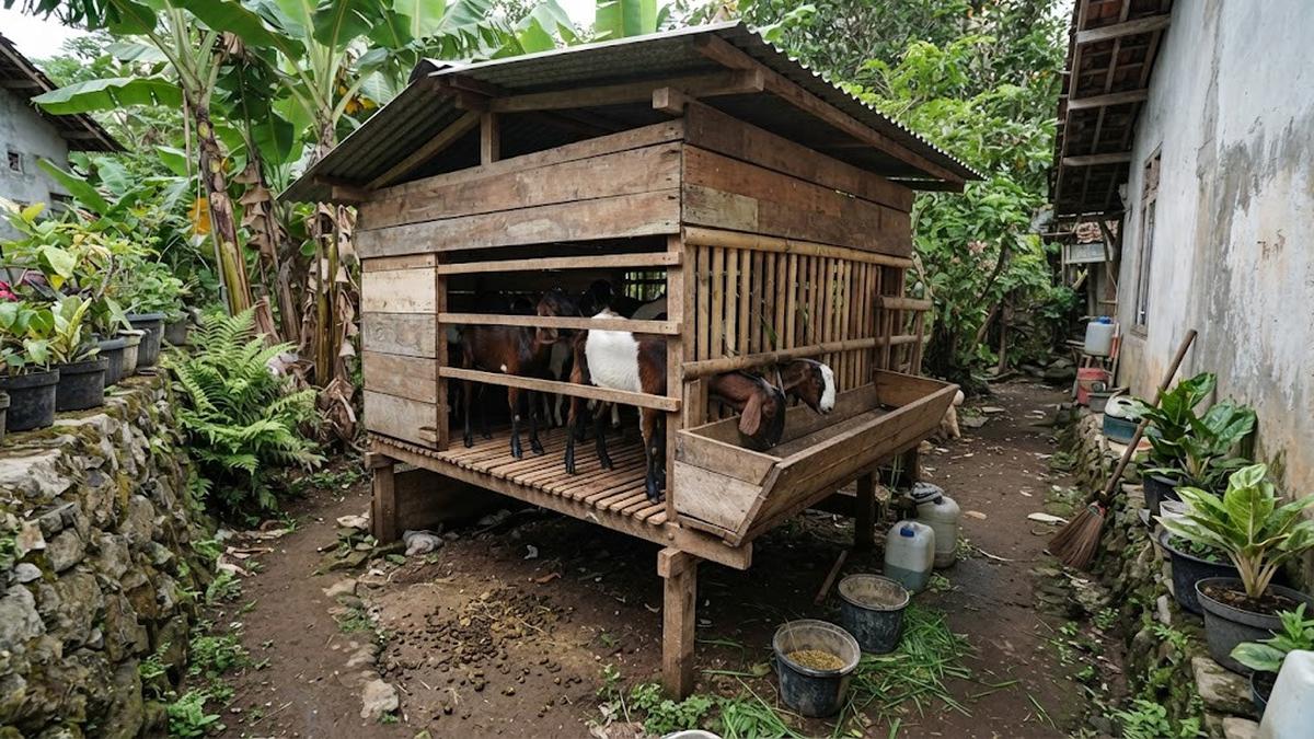 7 Model Kandang Kambing untuk Lahan Sempit yang Praktis dan Mudah Dibersihkan