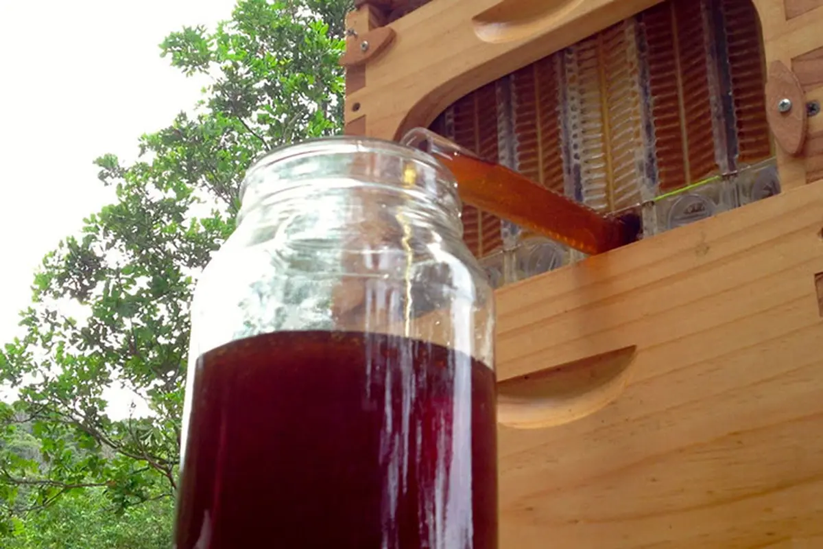 Cara Modern Memanen Madu Tanpa Harus Mengganggu Lebah