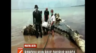 Bangkai ikan paus sperma sepanjang delapan meter yang mati akibat memakan sampah plastik di Pulau Kapota, Kabupaten Wakatobi, Sulawesi Tenggara, akhirnya di kubur oleh warga setempat.
