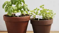 7 Rempah Dapur yang Bisa Ditumbuhkan di Pot Kecil, Cocok untuk Rumah Minimalis