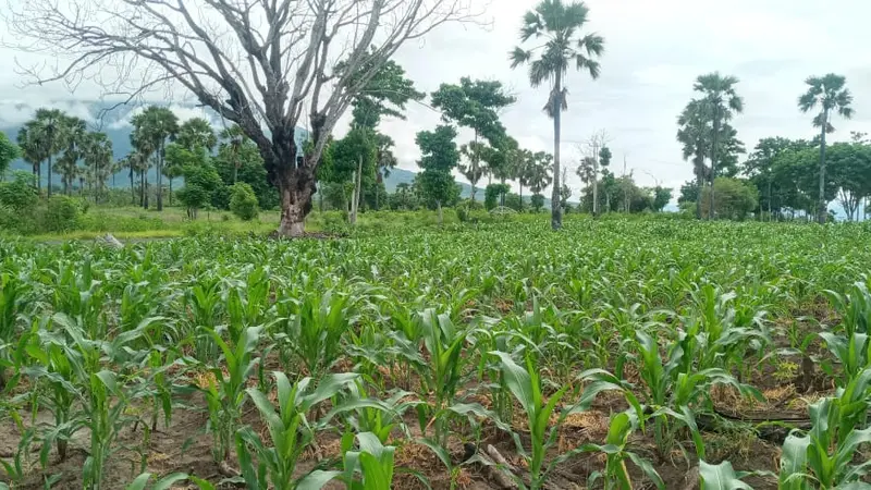 Puluhan hektare tanaman jagung warga Ile Ape- Lembata diserang ulat grayak. (Liputan6.com/ Doinisius Wilibardus)