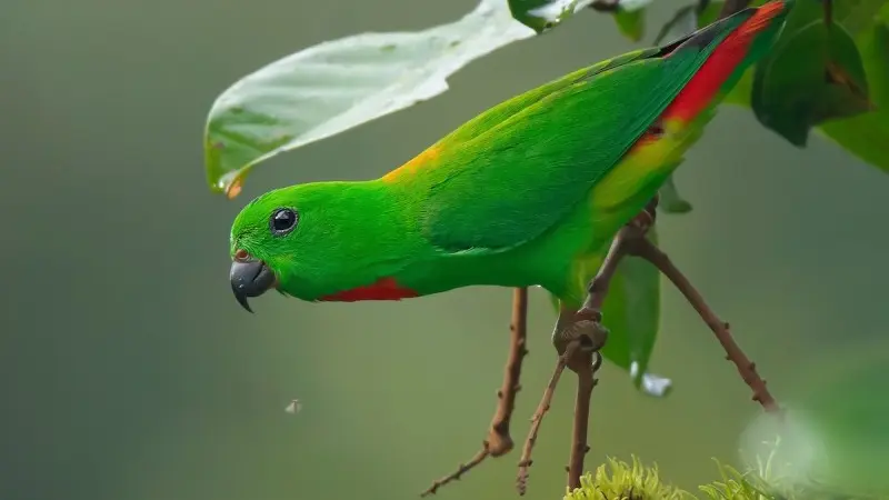 Burung Serindit Sulawesi di Gorontalo