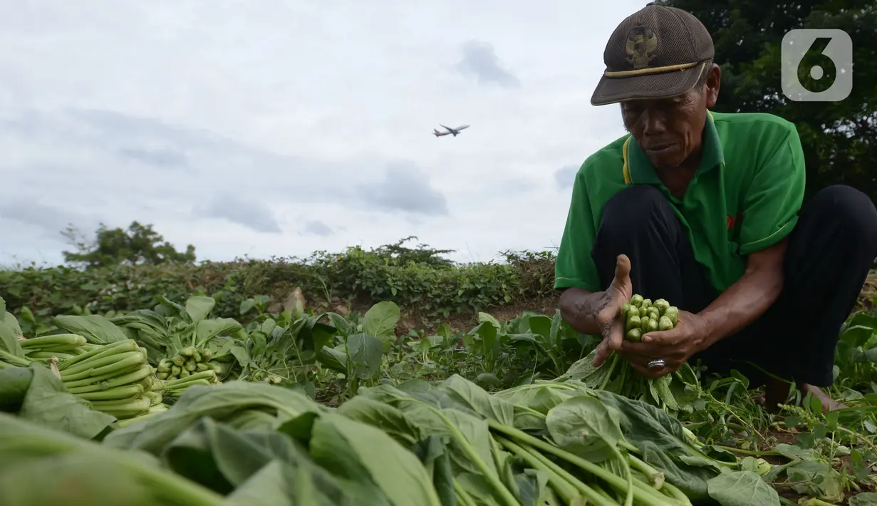 Petani memanen sawi di Para Meter Utara Desa Selapajang, Tangerang Banten, Selasa (23/11/2021). Petani menjualnya satu gabuk  isi 20 ikat dengan harga Rp 60 ribu rupiah ke pasar induk Tangerang. (merdeka.com/Imam Buhori)