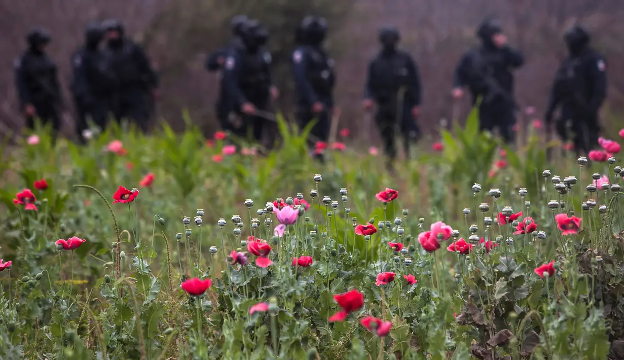 Sejumlah bunga poppy ilegal yang ditanam di sebuah perkebunan di desa Los Pericos, kota Mocorito, Meksiko (15/3). Bunga poppy ini biasa dijadikan untuk bahan pembuatan obat-obatan candu atau opium. (AFP/Rashide Frias)