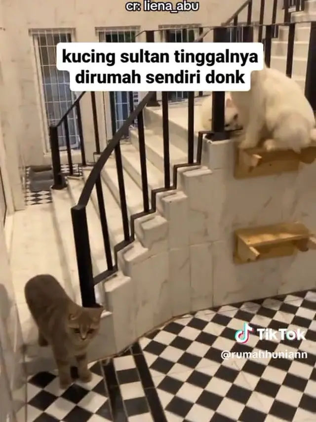 Rumah Kucing Bak Istana Sultan