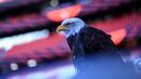 Bagian paling menakjubkan dari stadion ini adalah elang-elang mereka. Benfica memiliki dua elang yang dikenal dengan nama Vitoria dan Gloria. Kedua elang tersebut berjenis American Bald Eagle. (Bola.com/Bagaskara Lazuardi)