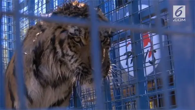 Dua harimau bernama Sayida dan Soltan ini akan mendapat perawatan khusus di Belanda.