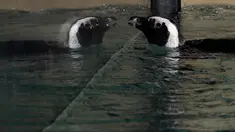 Pantulan seekor Penguin Afrika atau Penguin Jackass dari kaca kolam selama persentasi kepada awak media di kebun binatang Roma, Kamis (27/12). Jumlah yang berkurang menyebabkan penguin ini diklasifikasikan sebagai terancam punah. (AP/Alessandra Tarantino)