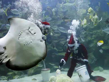 Penyelam berpakaian Santa Claus memberi makan binatang yang ada didalam akuarium. Kuala Lumpur, Malaysia, Senin (7/12). Kegiatan ini sebagai salah satu kegiatan untuk menjelang hari Natal. (REUTERS/Olivia Harris)