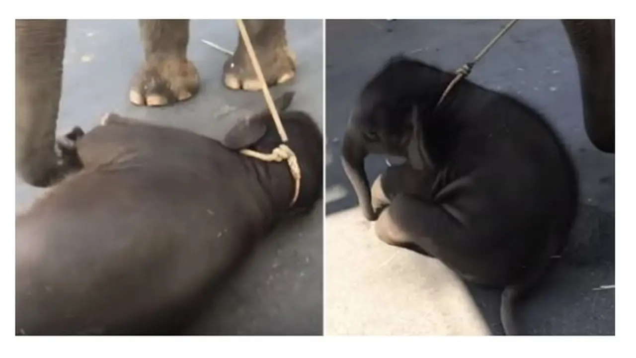 Bayi Gajah Ini Ambruk Saat Dipaksa Bawa Turis, Bikin Netizen Geram