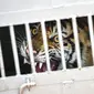 Harimau sumatra liar yang berhasil ditangkap berada dalam kandang evakuasi di Desa Singgersing, Kota Subulussalam, Aceh, Minggu (8/3/2020). BKSDA Aceh mendatangkan pawang dan memasang perangkap untuk menangkap harimau yang selama ini memangsa ternak warga di daerah itu. (CHAIDEER MAHYUDDIN/AFP)
